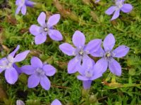 Rich blue flowers on training stems in summer.